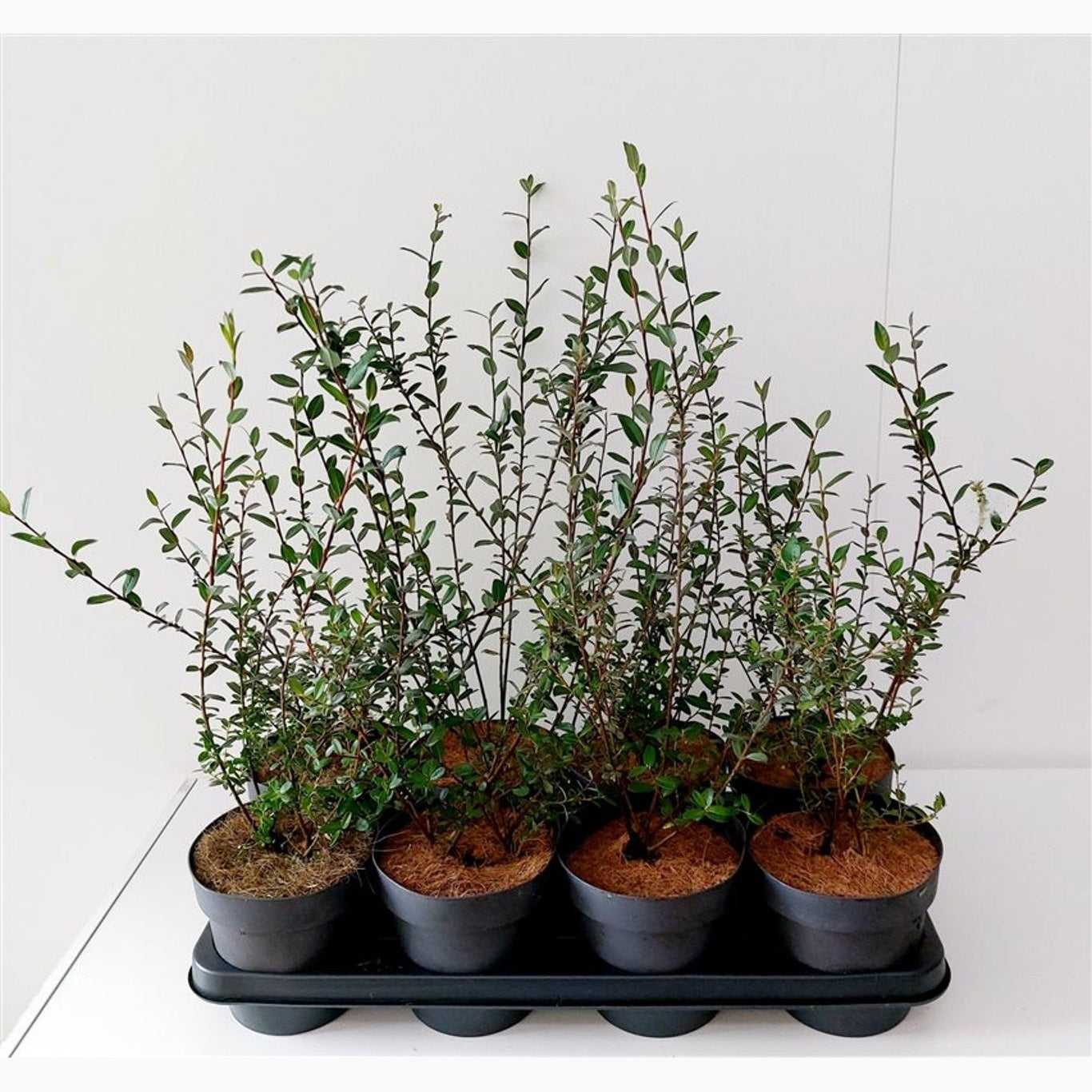 Vide – Salix irrorata - C1,5